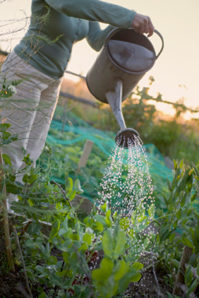 arms and hands hold a metal watering can as it sprinkles water atop green lush plants in a garden