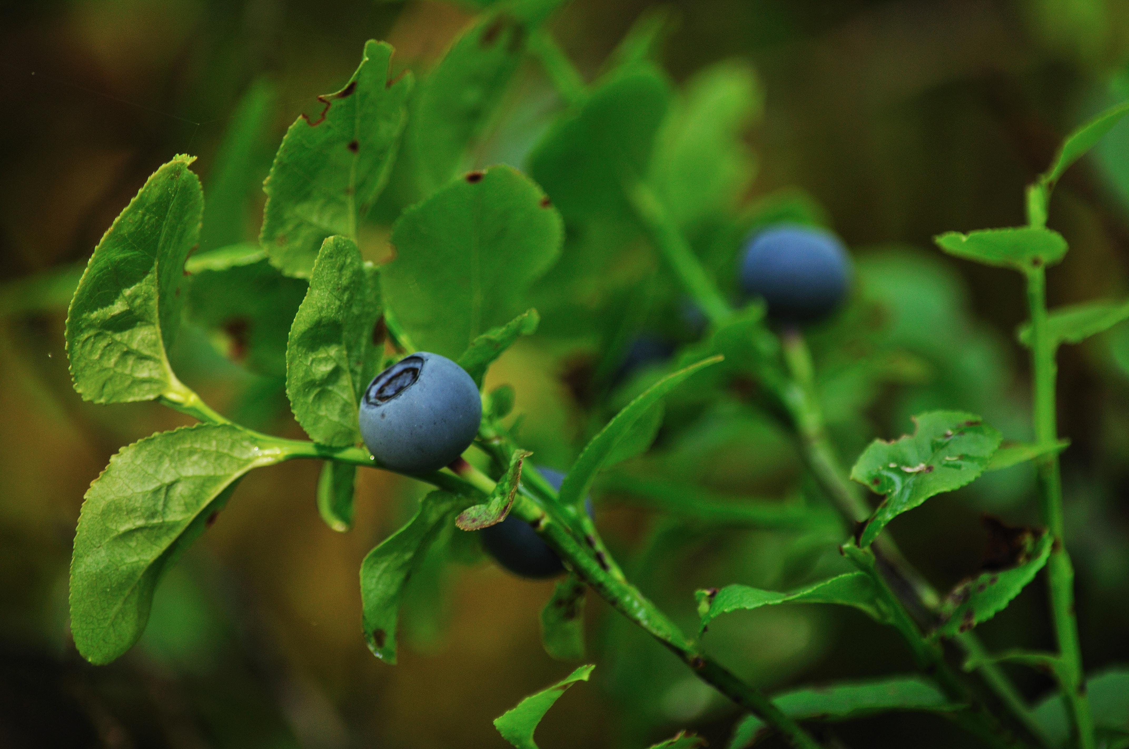 ripe blueberries on leafy green branches