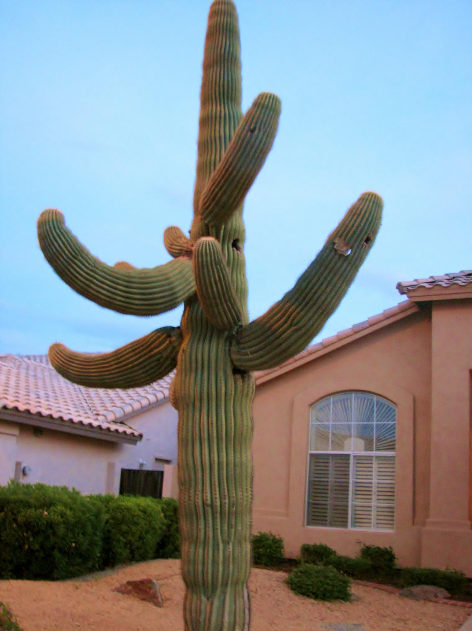 tall, olive green saguaro cactus with arms outstretched in front of home of southwestern design and peach coloring