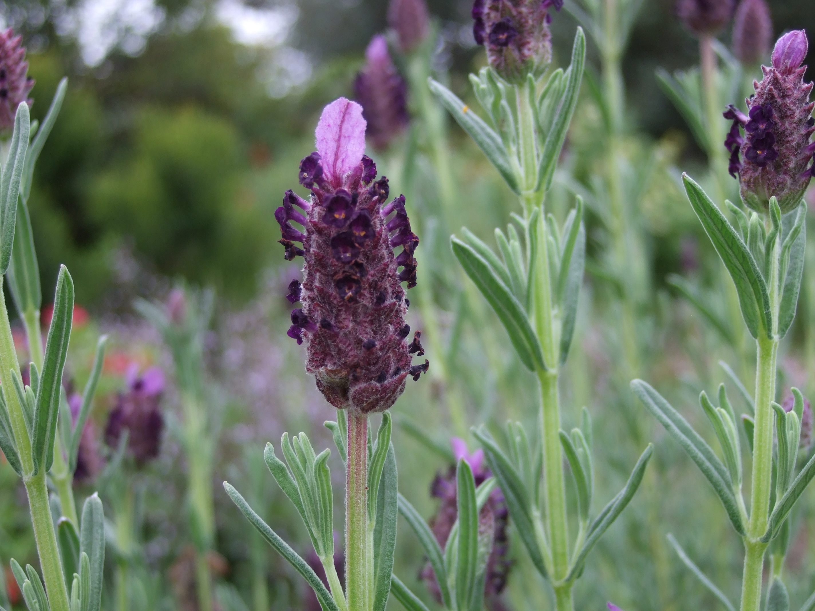 tips of purple colored lavender blossoms on green stalks