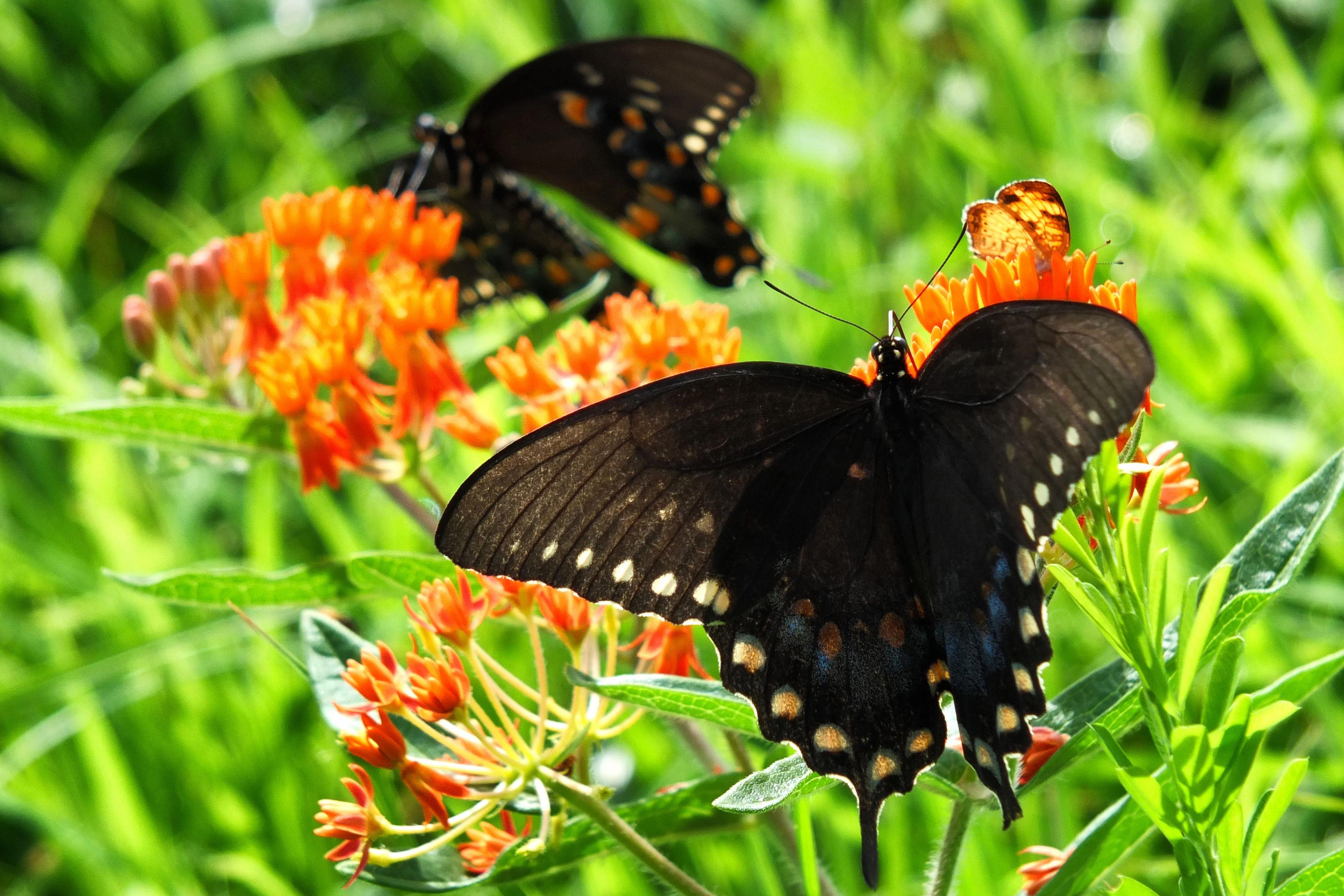 2 monarch butterflies feed on nectar from the blossoms of 2 orange flowers