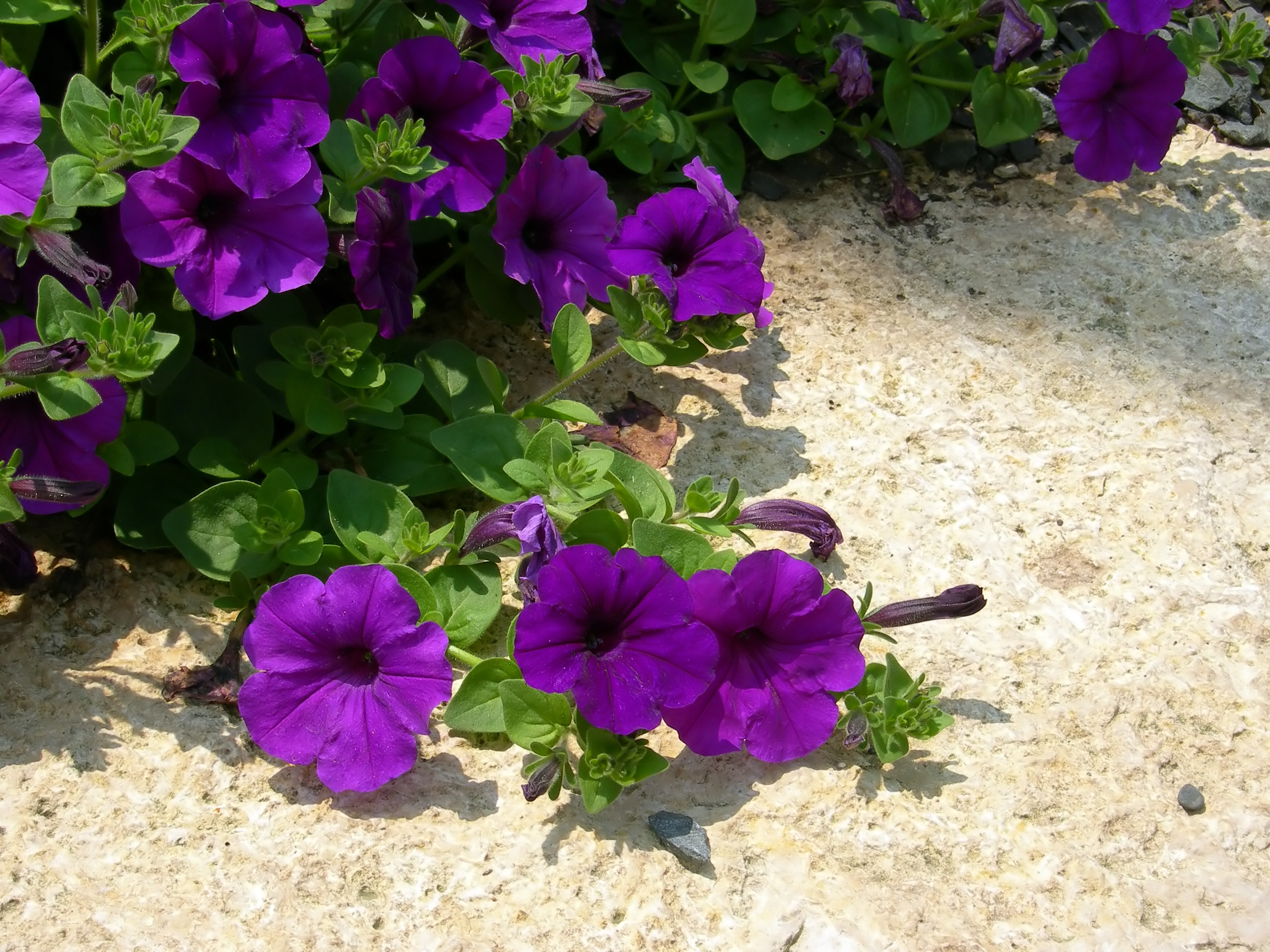 deep purple petunias with lush green leaves spill onto a light colored dirt path