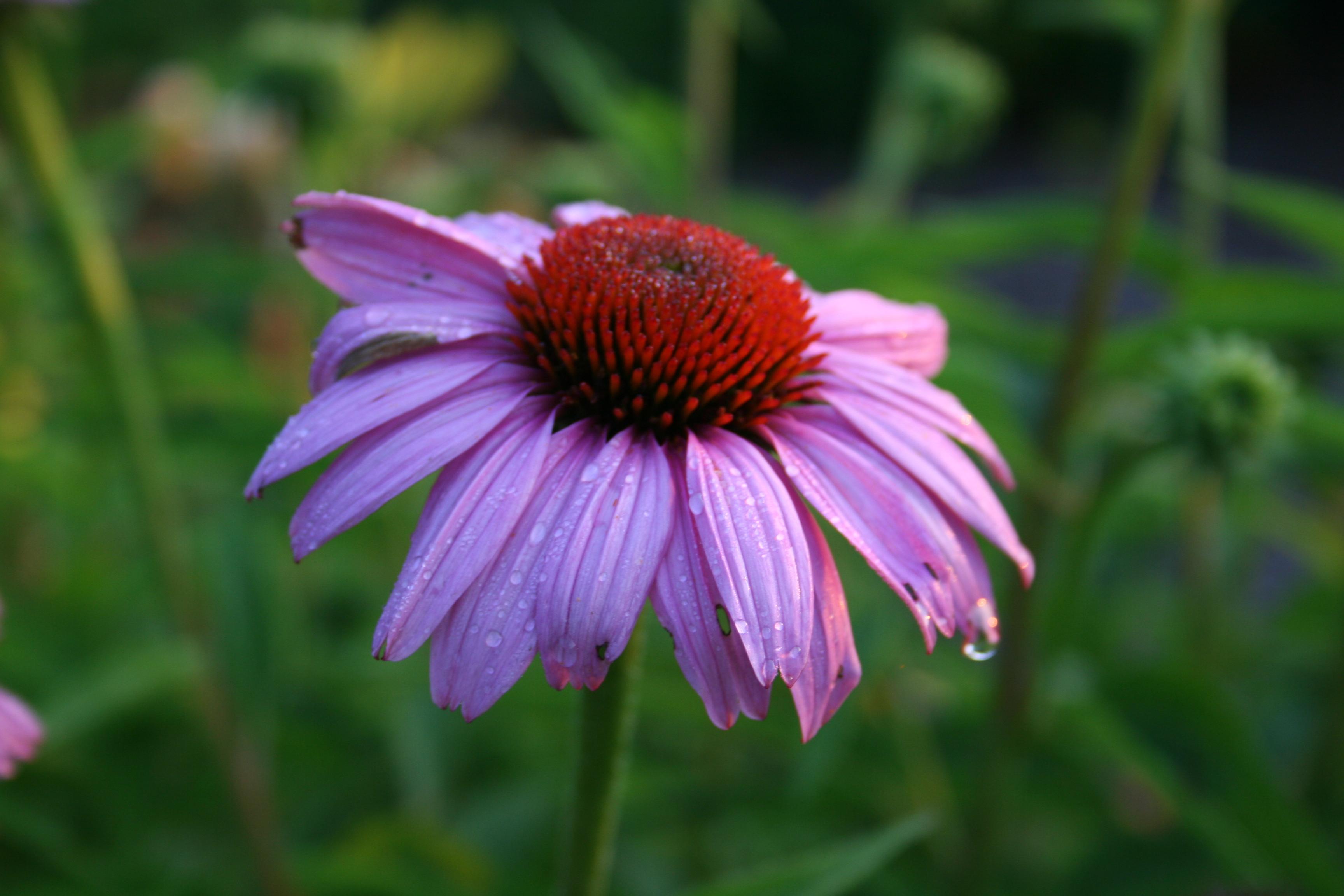 purple coneflower with dark orange center against a lush green backdrop