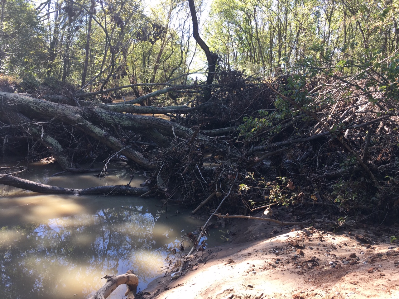 trees and other debris jam up a creek post storm and flooding event