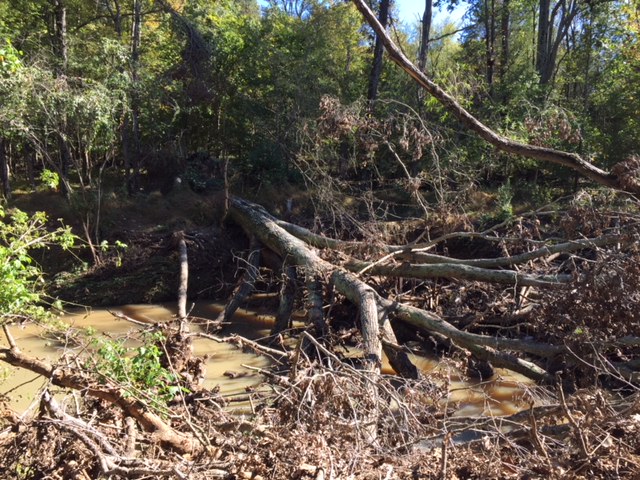 trees and other debris jam up a creek post storm and flooding event