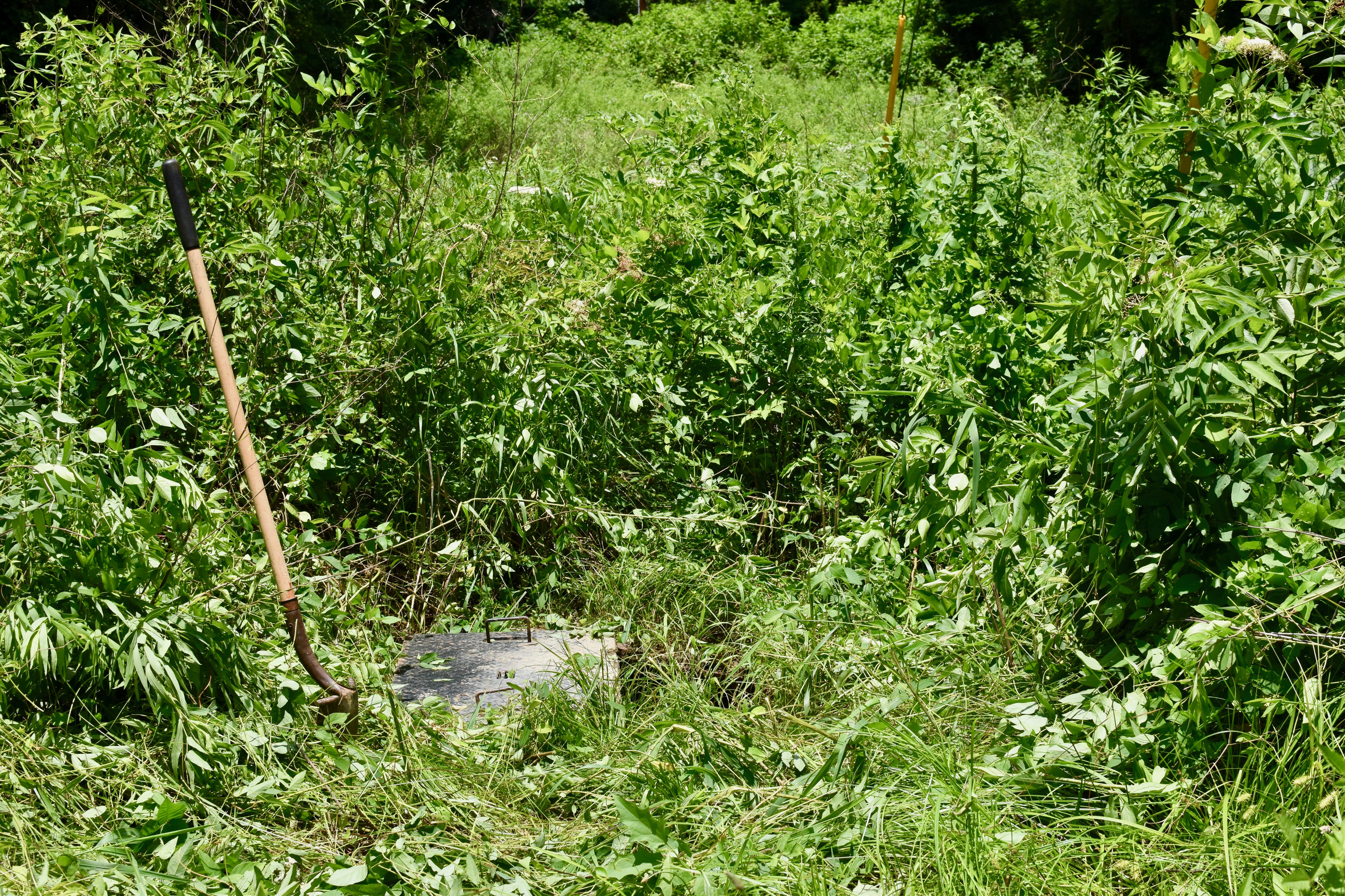 metal service port door lays on ground in very dense, patch of weeds while shovel sticks in dirt nearby