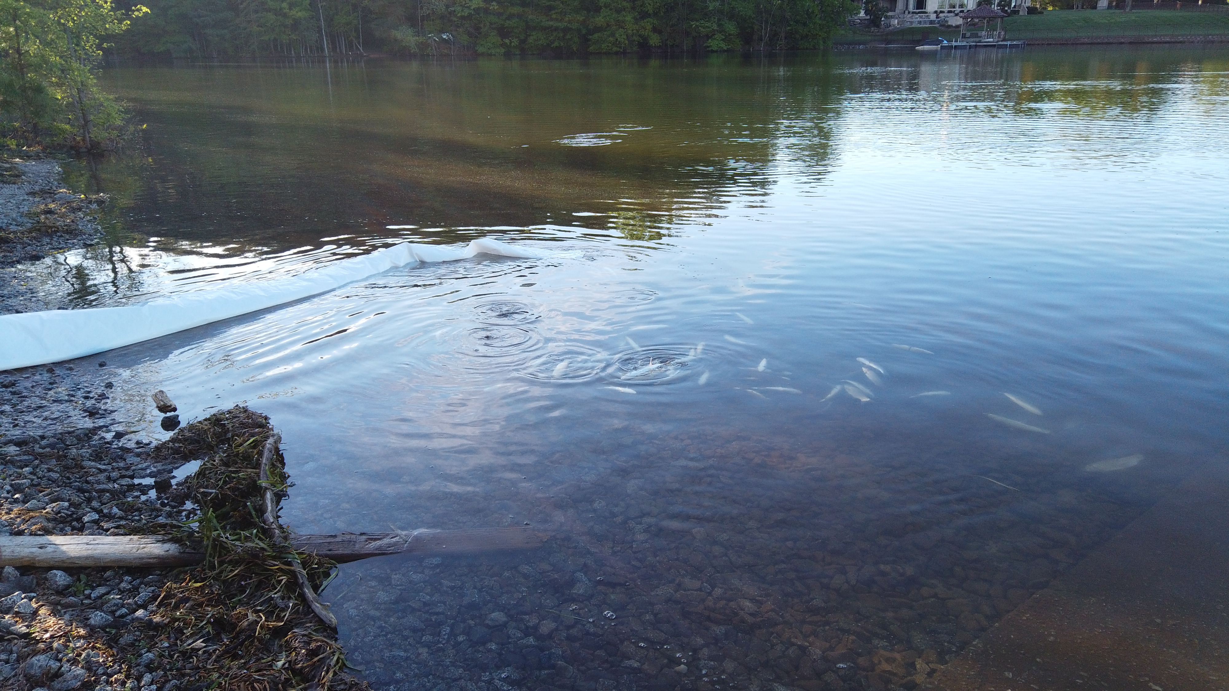 school of grasscarp fish mill around near the edge of a pond as they emerge from a white inflatable plastic hose laying in the water