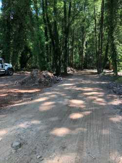 grey dirt, tree-lined road