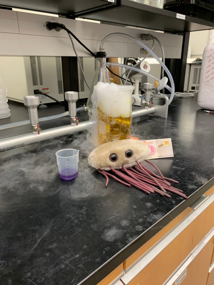 large glass beaker bubbling frothy steam from a ginger-ale colored liquid sits on a black lab table next to a small plastic cup partially filled with dark blue liquid and a white plastic oval disc with a fringe of pink rubber hoses