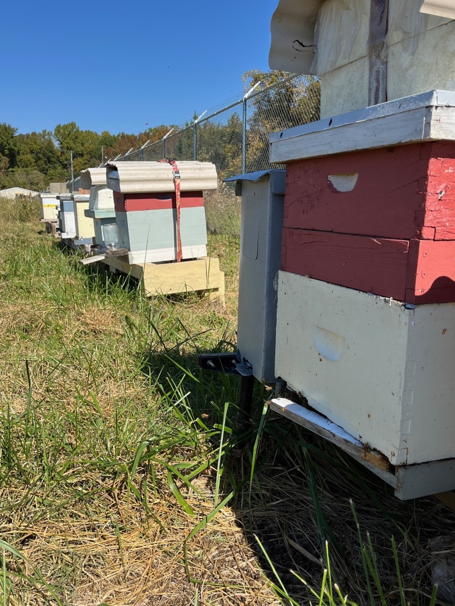 7 sets of colorful wooden beehive boxes sit on wooden stands in a grassy field by a grey chain link fence.