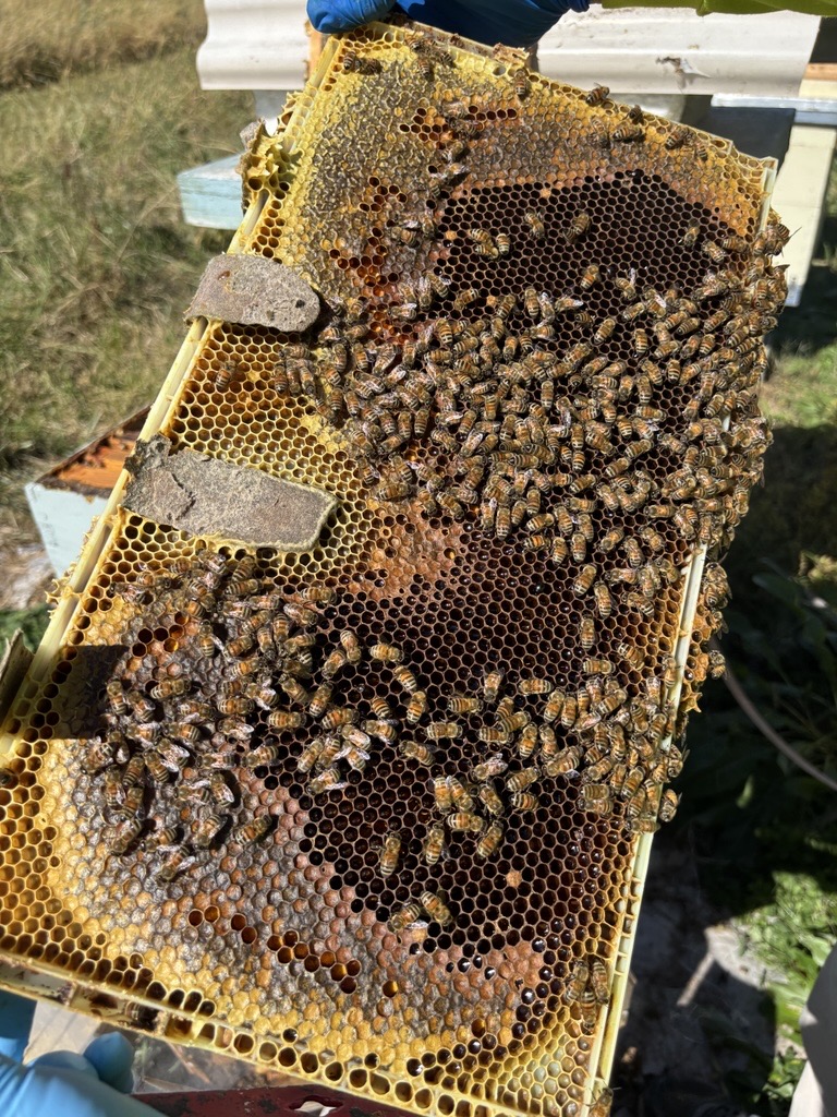 A honeycomb and several bees contained in a wooden rectangular frame sits on top of beehive boxes